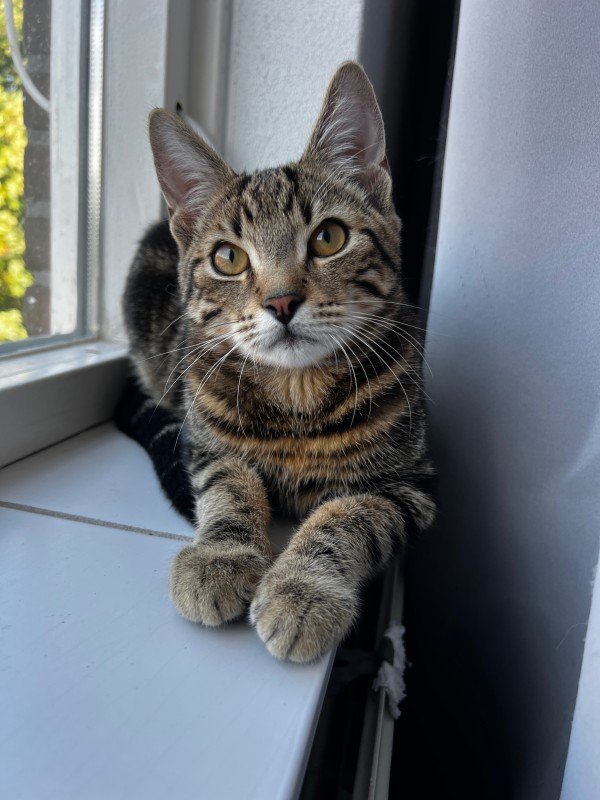 Tobi