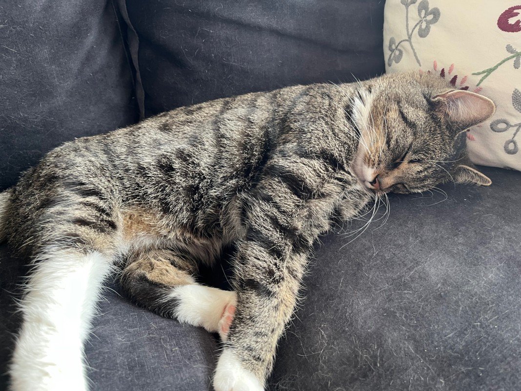 Mochi