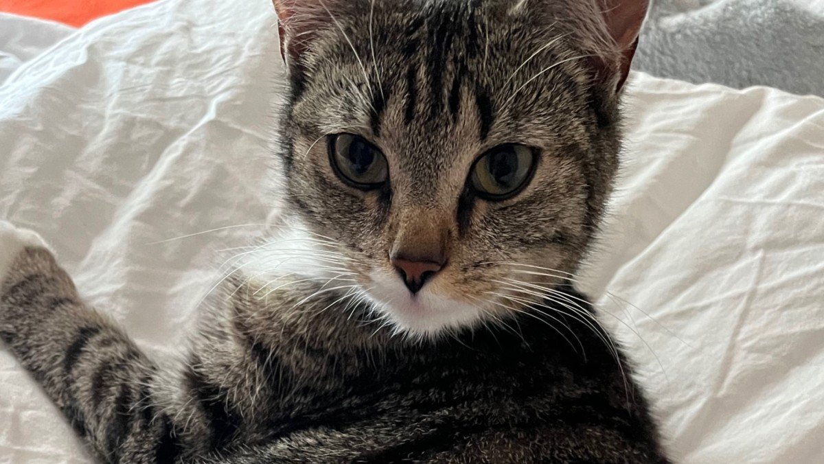 Mochi