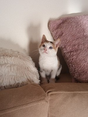 Zora