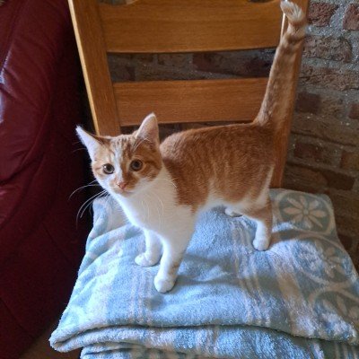 Sascha