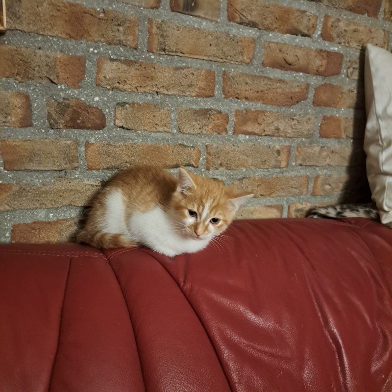 Sascha