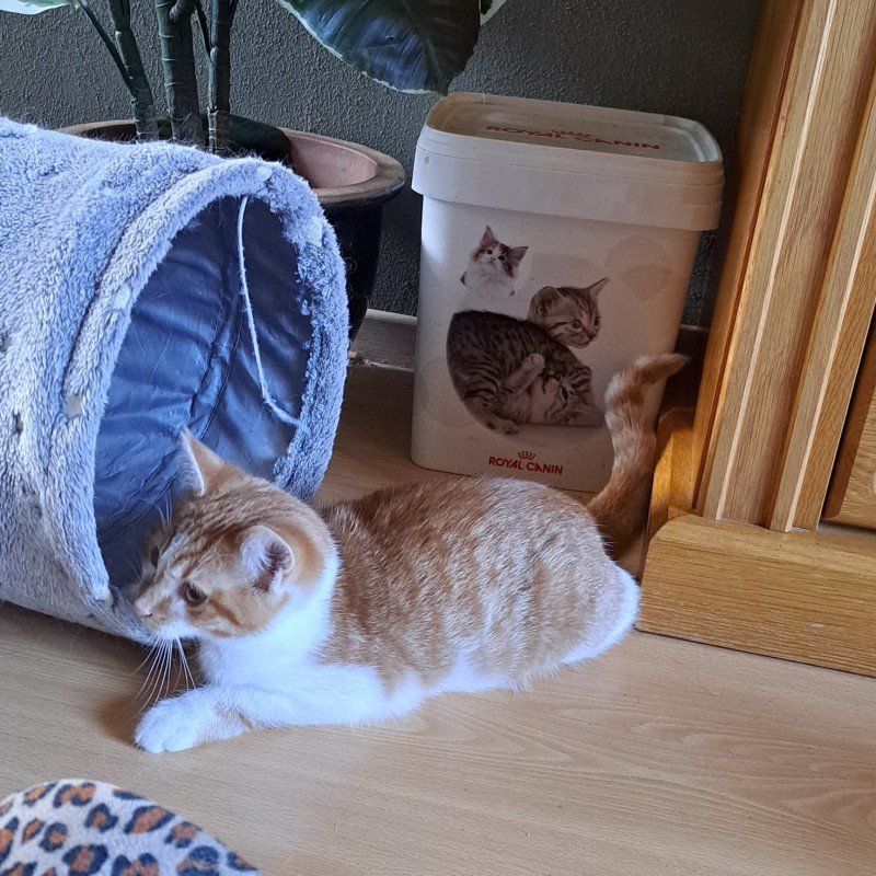 Sascha