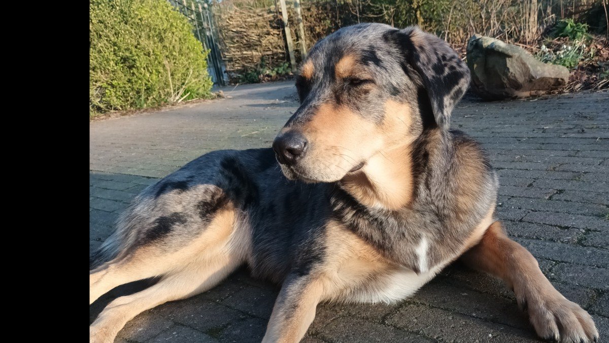 Pippa