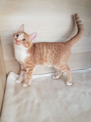 Tasos
