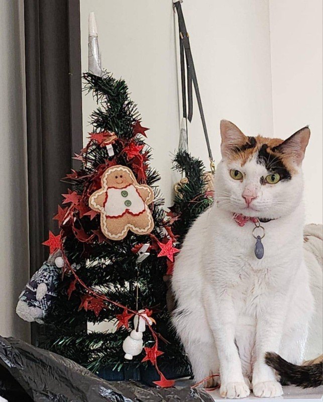 Mimi