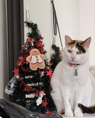 Mimi