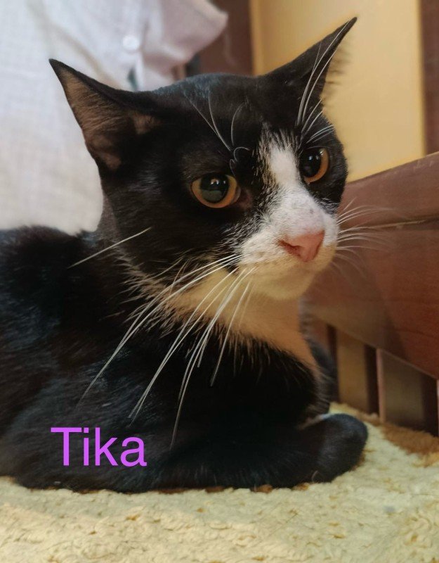 Tika
