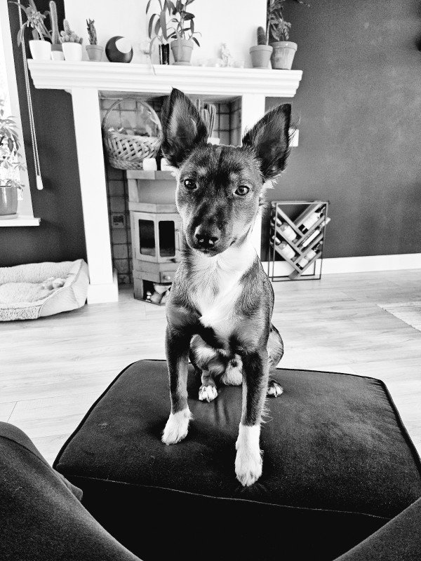 Olaf