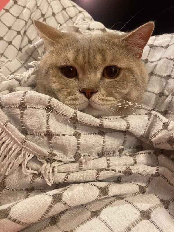 Simsek