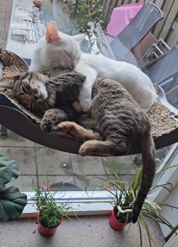 Kitty