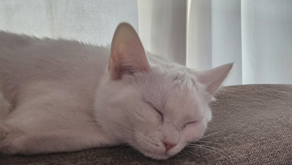 Kitty