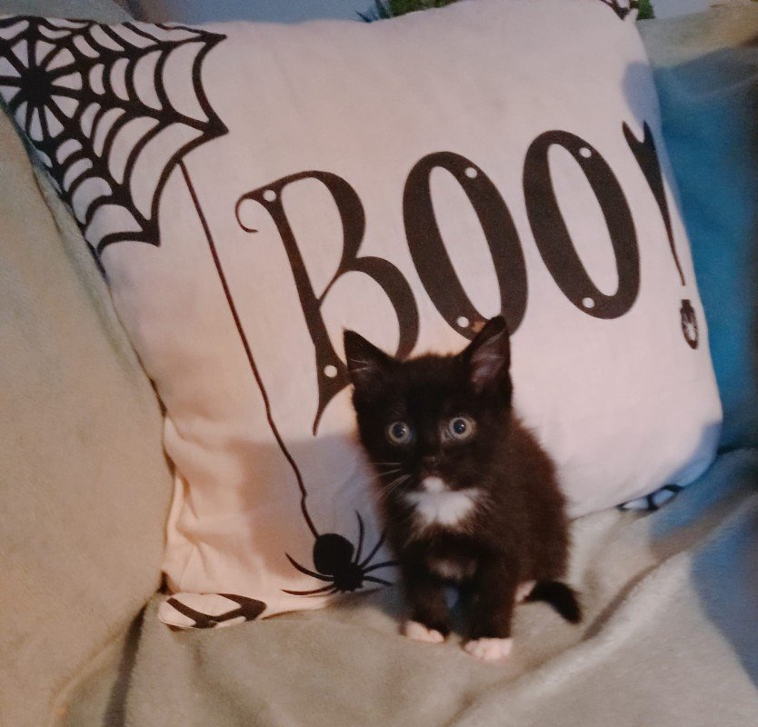 Dotje