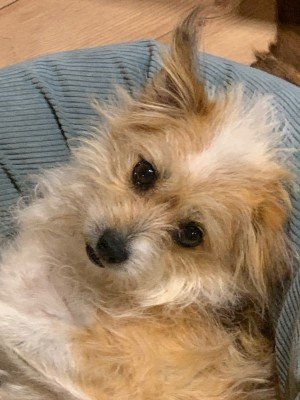 Pip