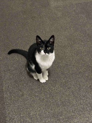 Pepper