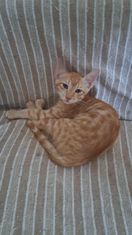 Junior