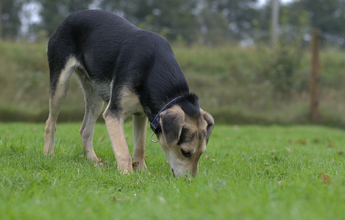 Graham