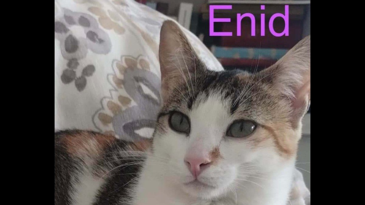 Enid