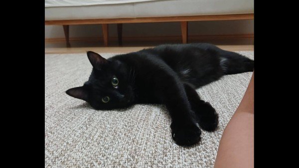 Bobo