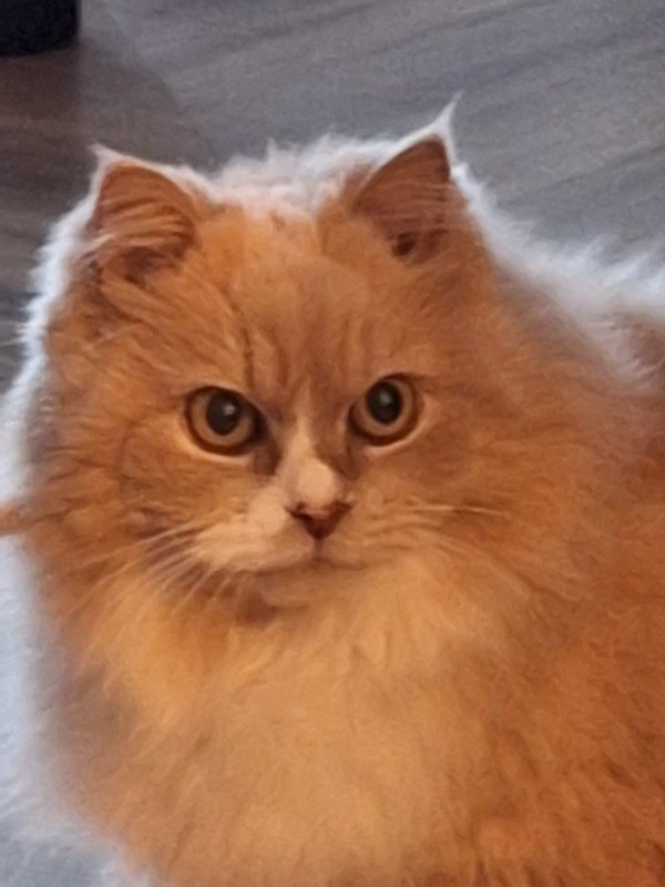 Caramel