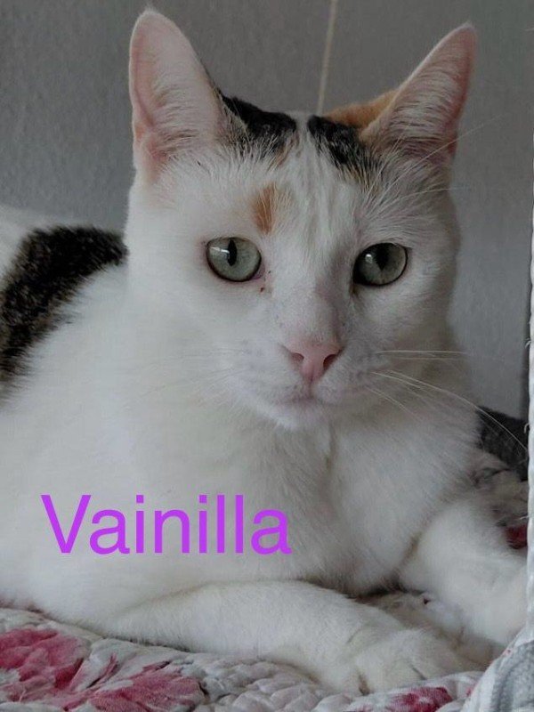 Vainilla