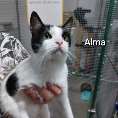 Alma