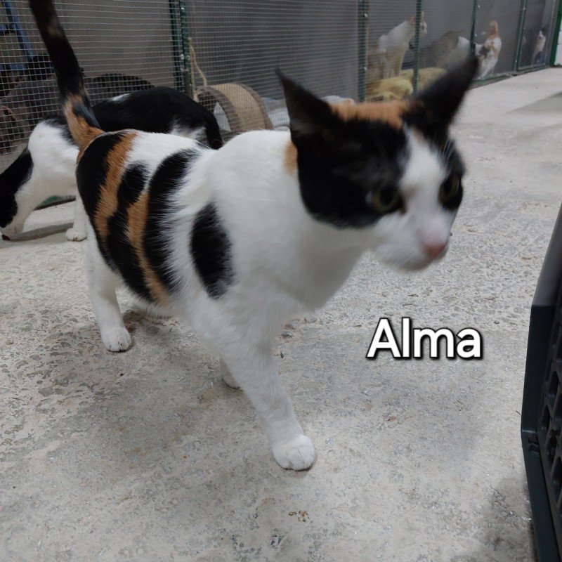 Alma