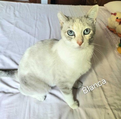 Blanca