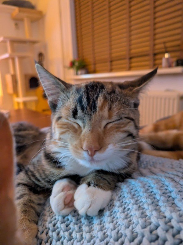Jo