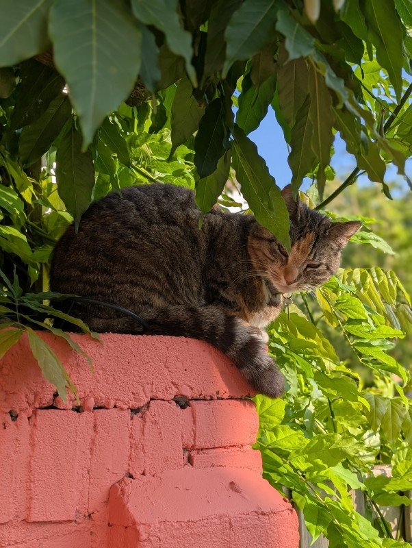 Niellie (mevr Nielson)