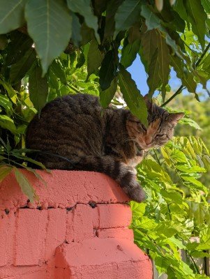 Niellie (mevr Nielson)