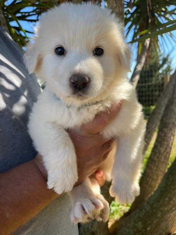 Axel
