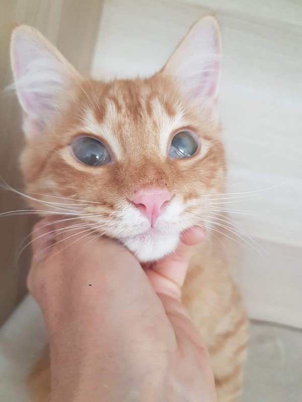Kammie