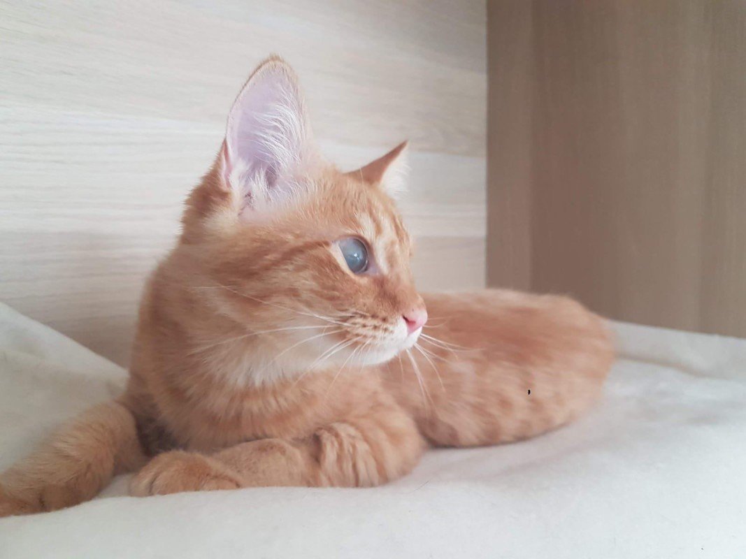 Kammie