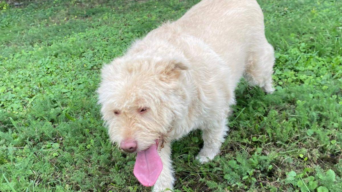 Blondy