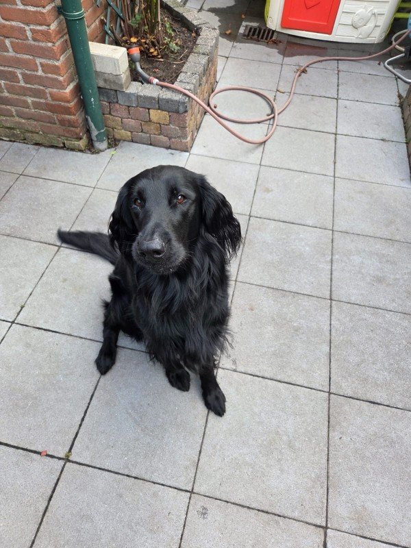 Frits