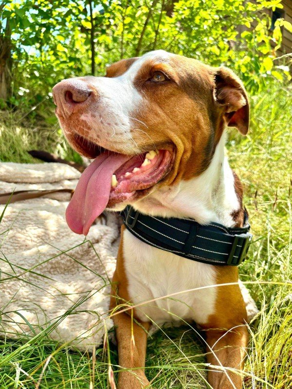 Milo