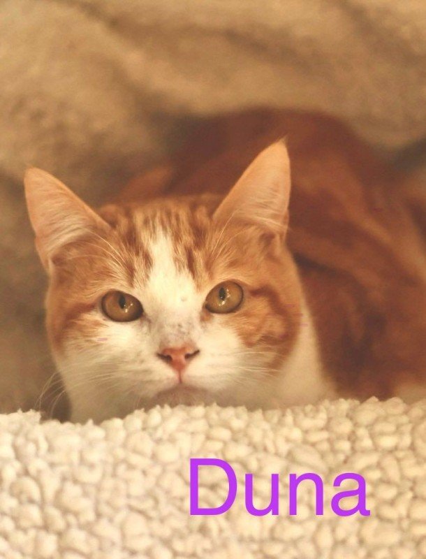Duna
