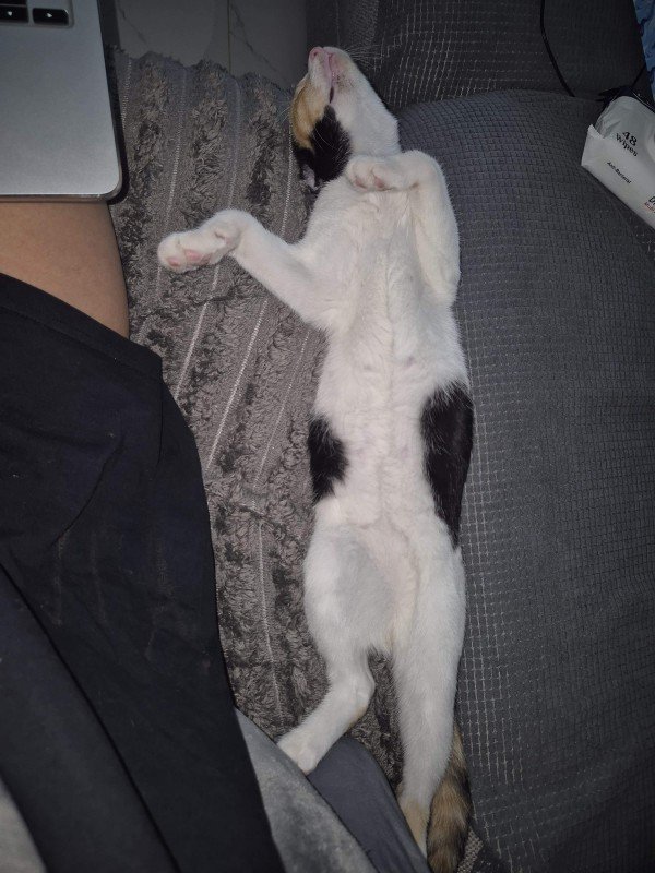 Nala
