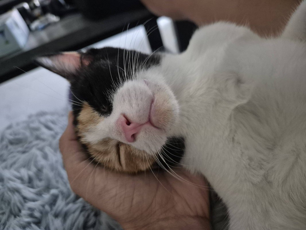 Nala