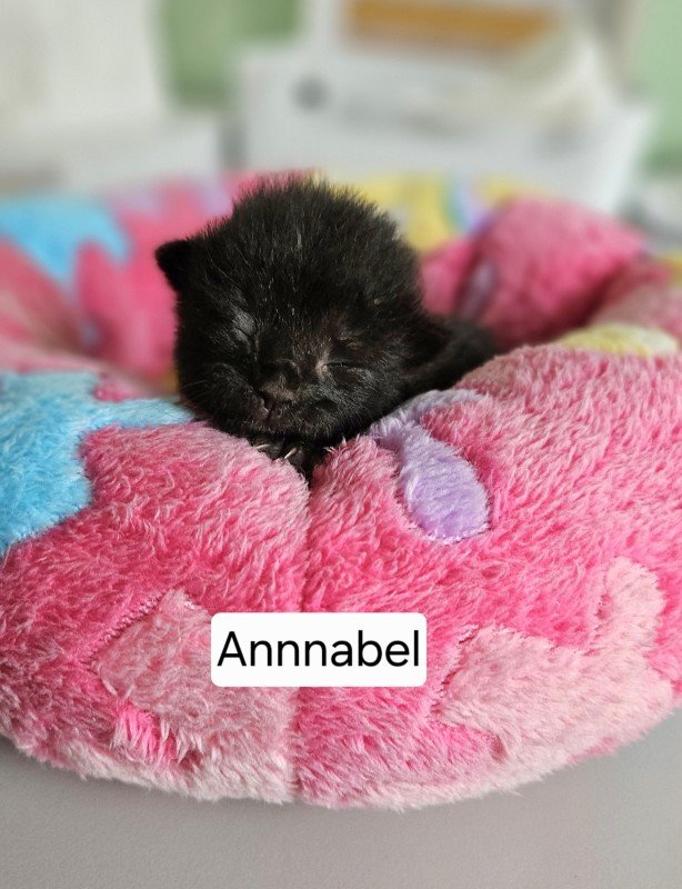 Annabel