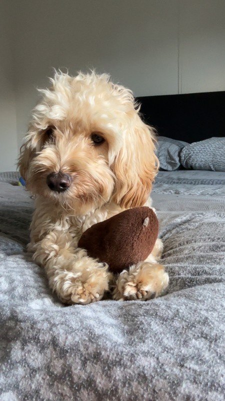 Teddy