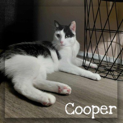 Cooper