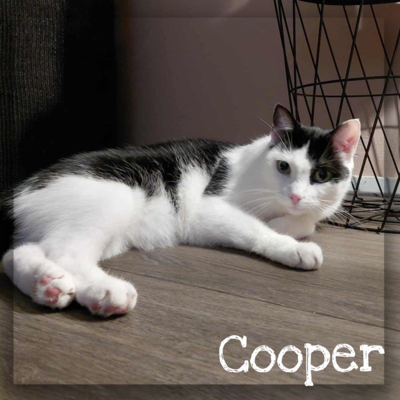 Cooper