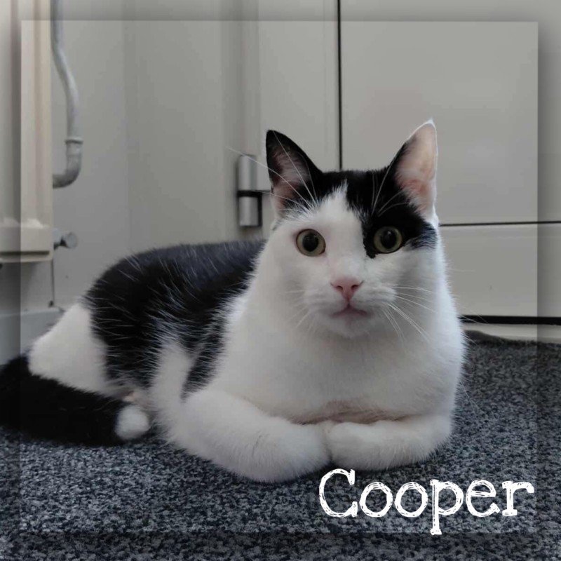 Cooper
