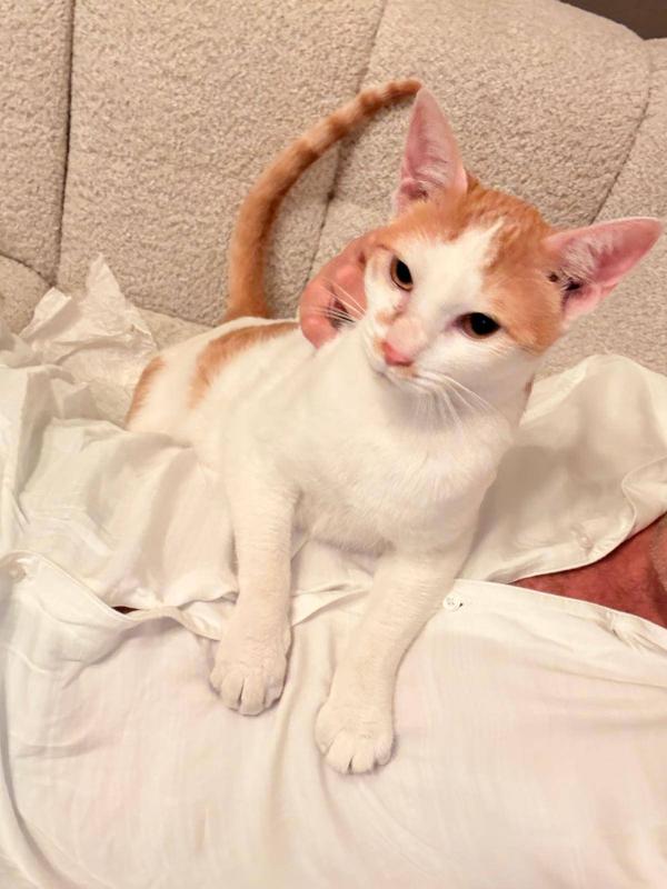 Milo