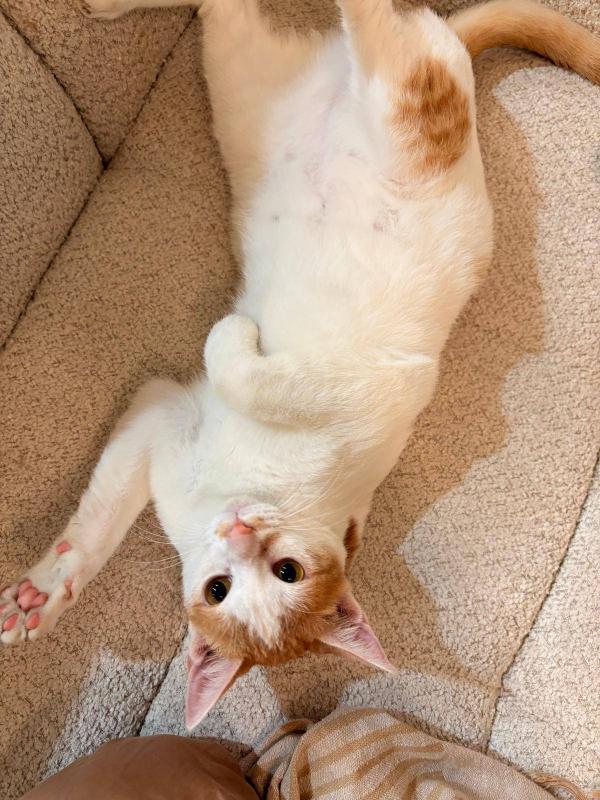 Milo