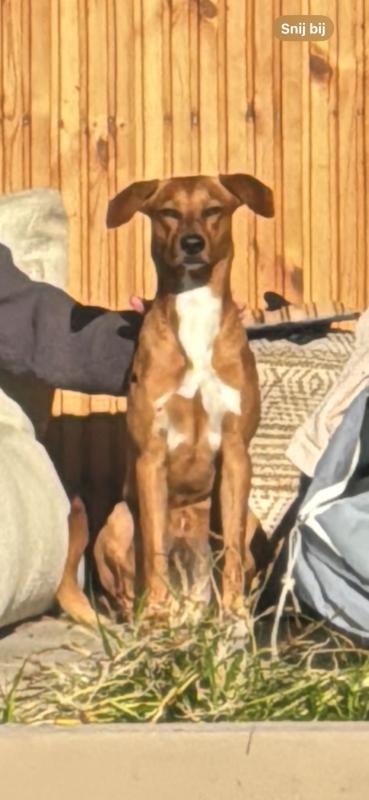 Nordin