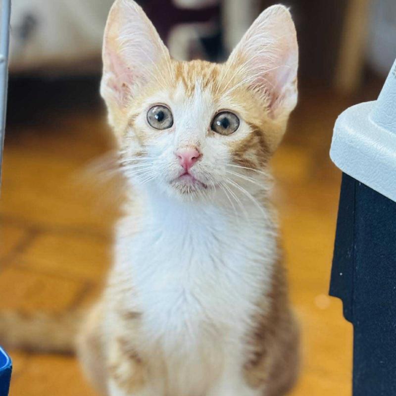 Felix