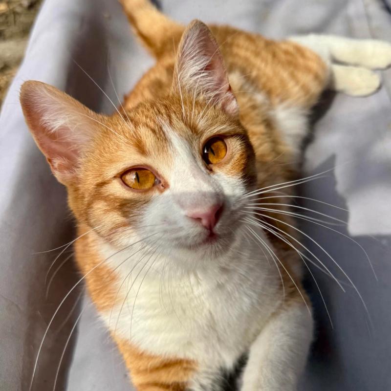 Felix